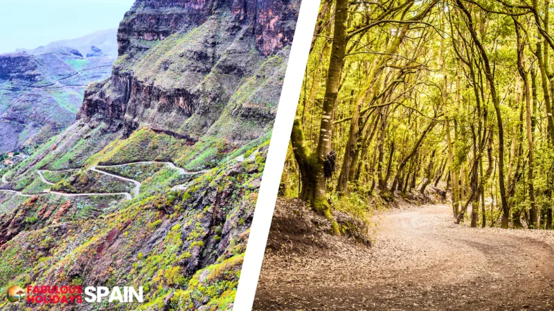 Canary Islands forest in Tenerife