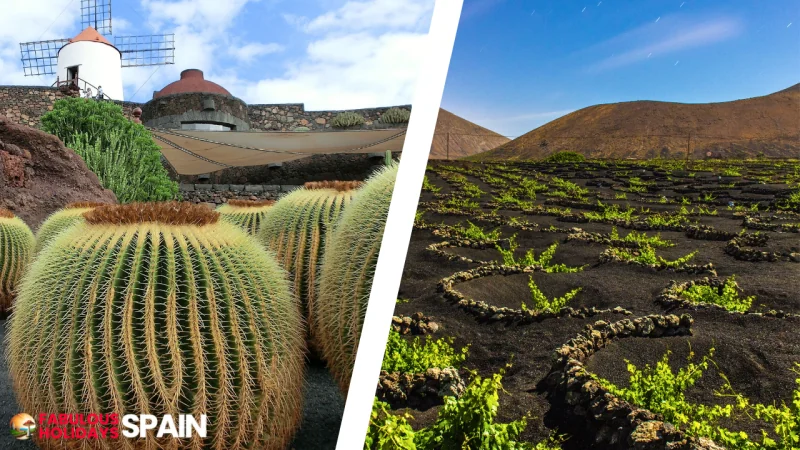 Lanzarote's vineyards in holes