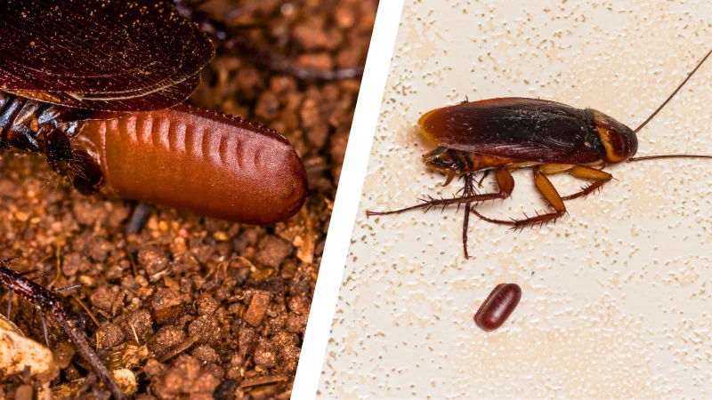 cockroach eggs Spain