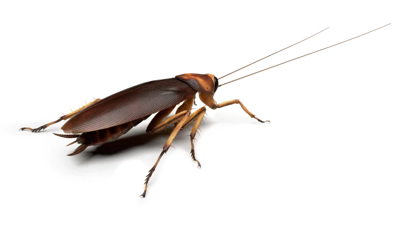 American cockroach