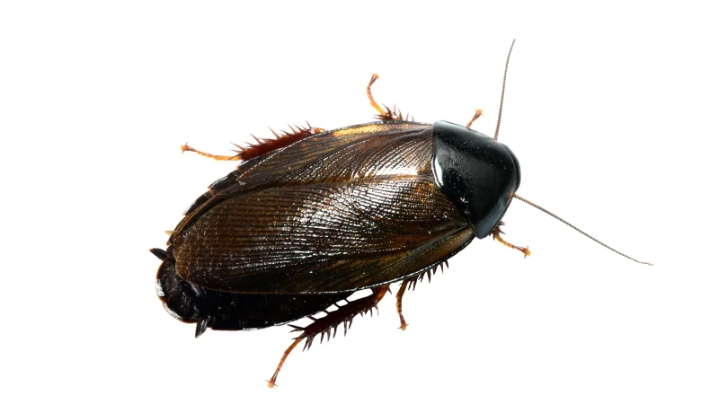 German cockroach