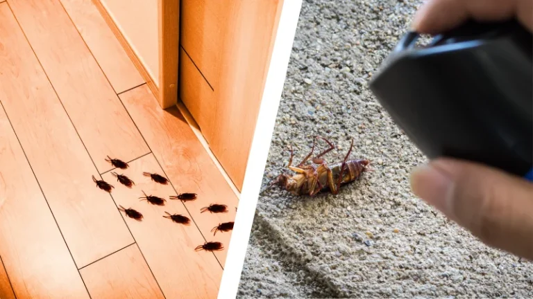 how to get rid of cockroaches in spain